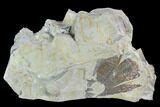 Ordovician Graptolite (Dictyonema) - Fillmore Formation, Utah #95474-1